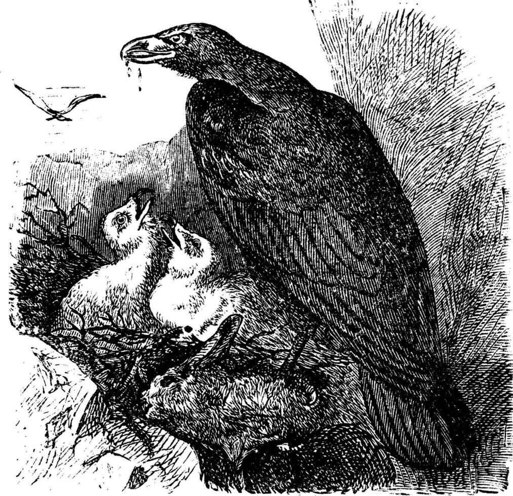 Golden eagle or Aquila chrysaetos vintage engraving, vector. vector