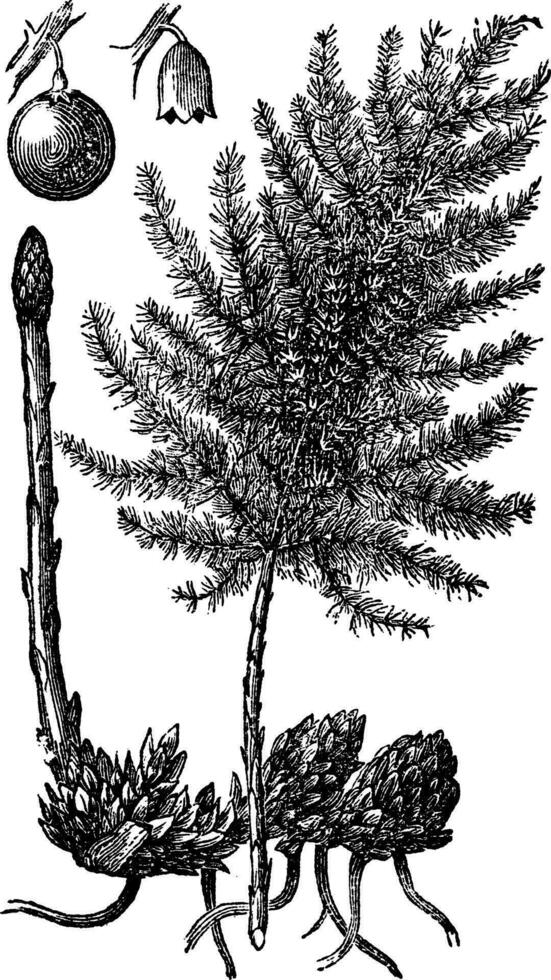 Asparagus or Asparagus officinalis old engraving. vector