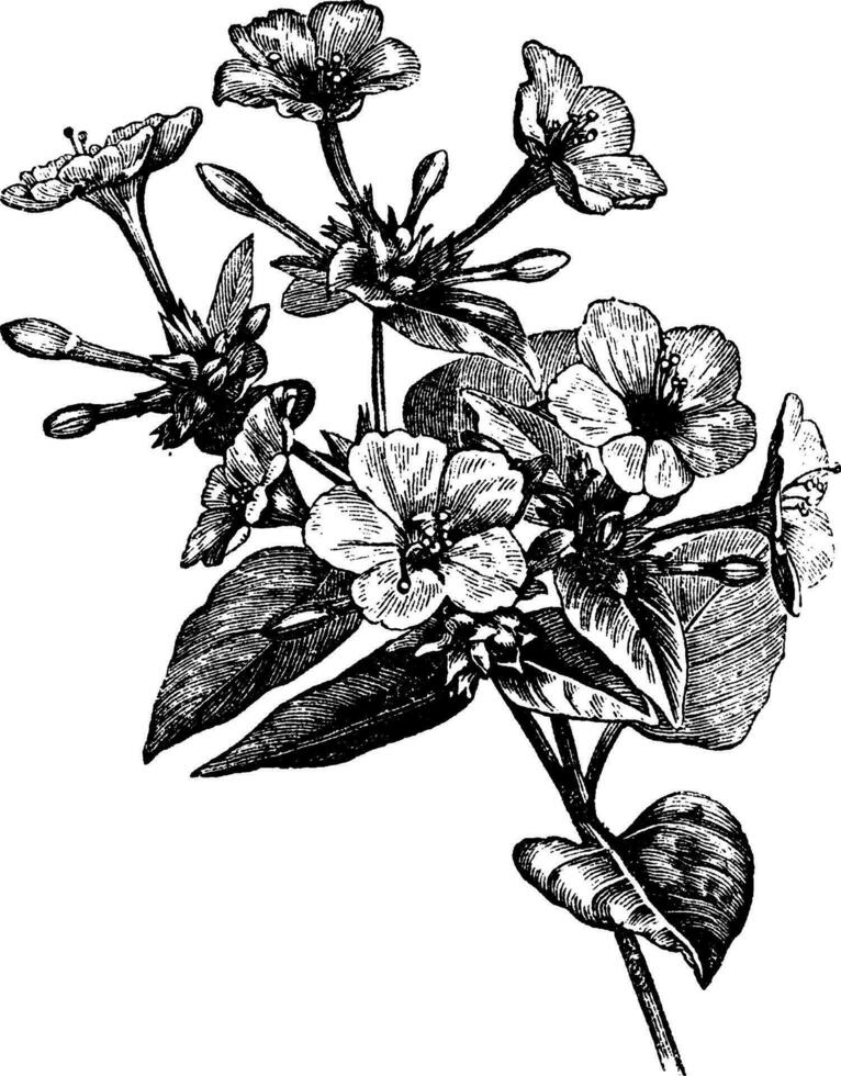 Four o' Clock Flower vintage engraving vector