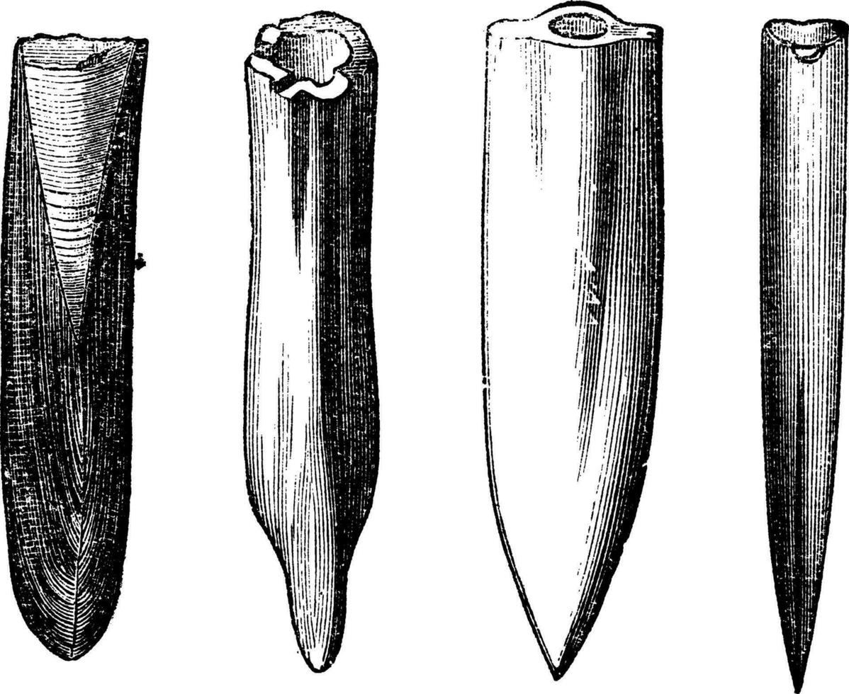 Belemnite Fossils vintage engraving vector