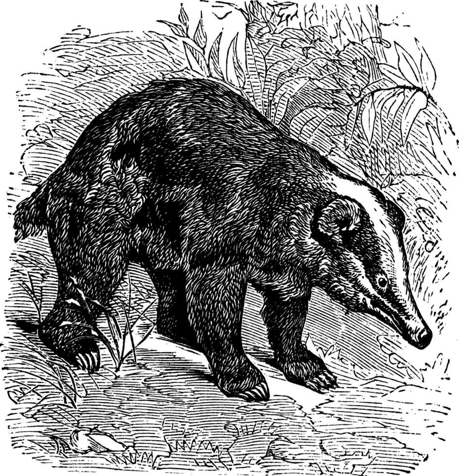 The Hog Badger or Arctonyx collaris. Vintage engraving. vector