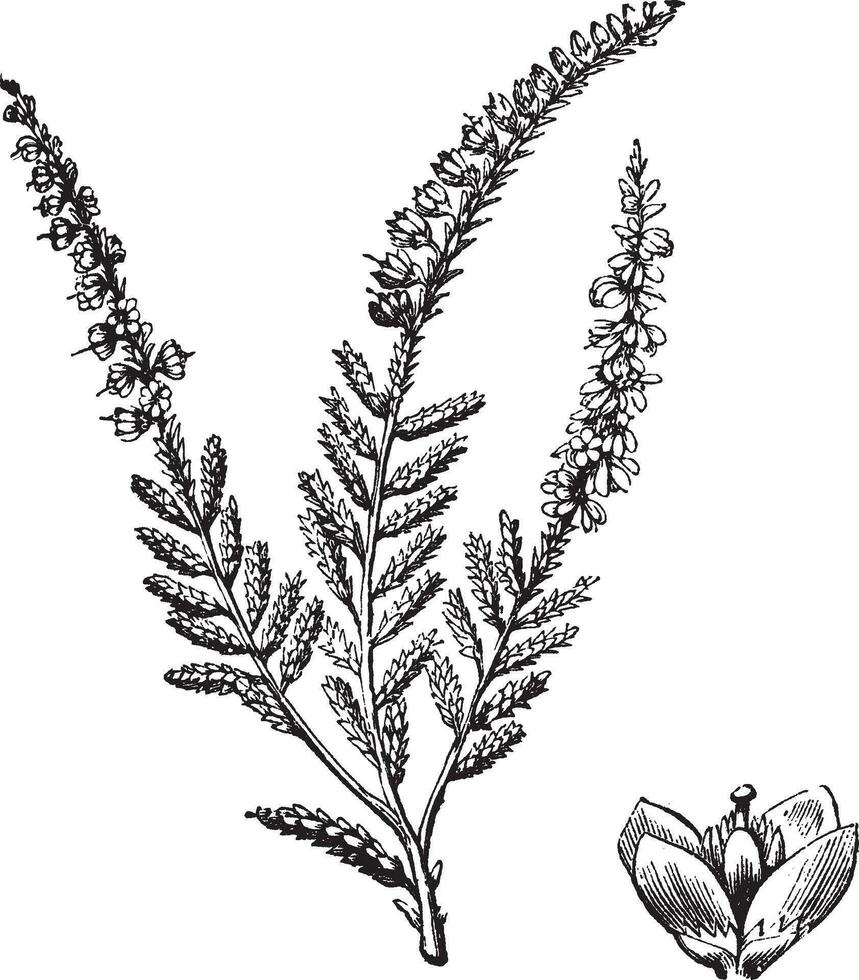 Erica vulgaris or Common Heather. Vintage engraving. vector