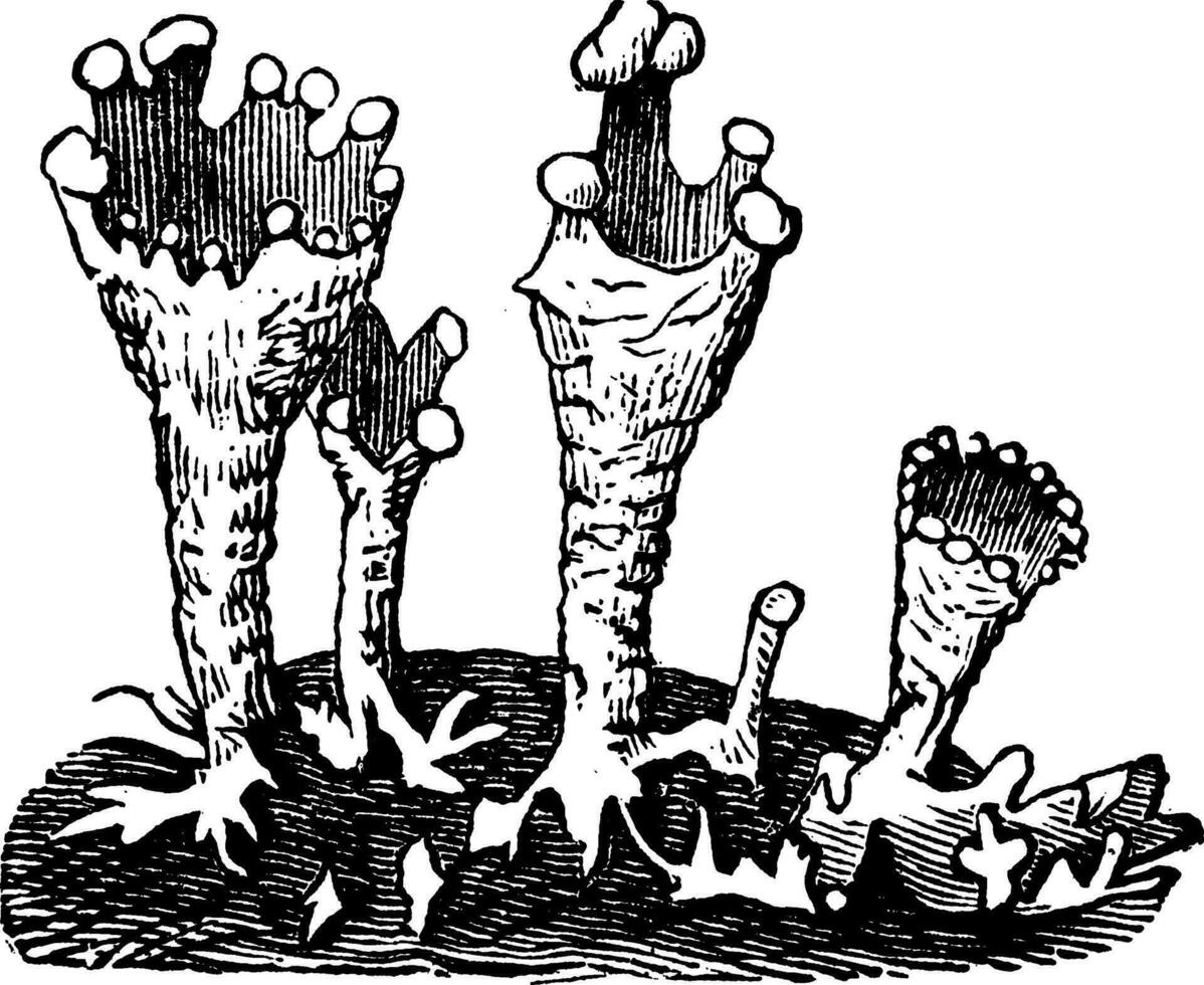Cup lichen or Cladonia pyxidata  vintage engraving vector