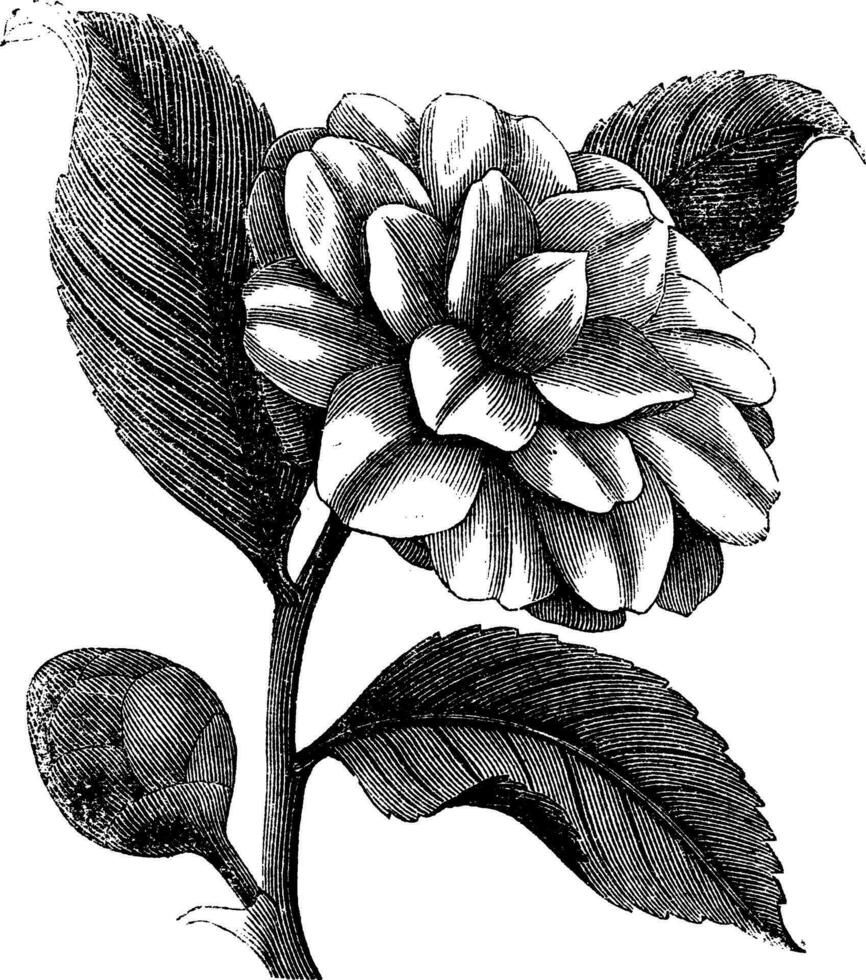 Camellia Japonica or Rose of winter vintage engraving vector