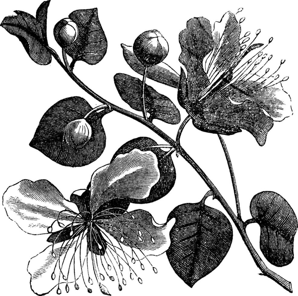 Common caper or Capparis spinosa vintage engraving vector
