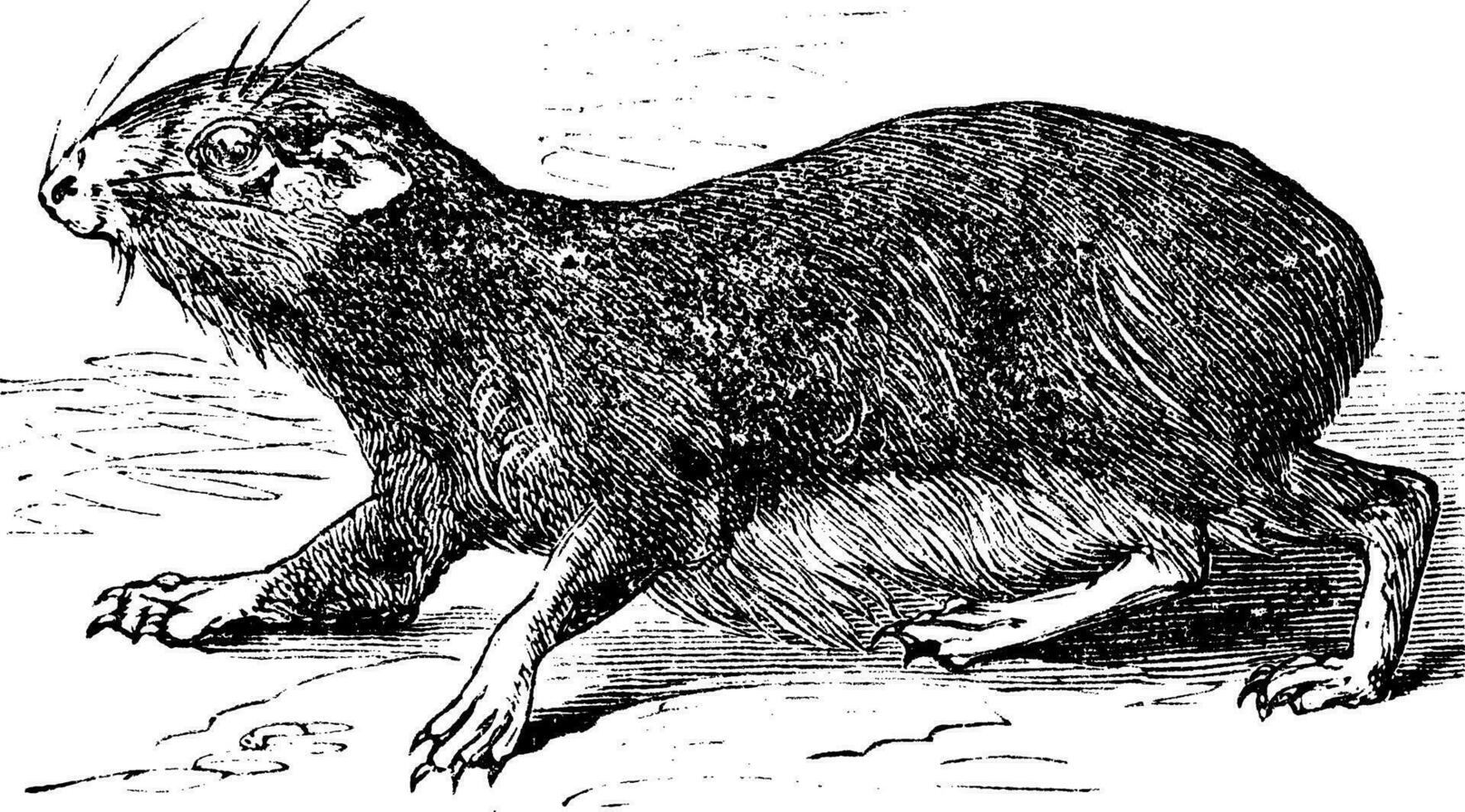 Kerodon rupestris or cavy vintage engraving vector