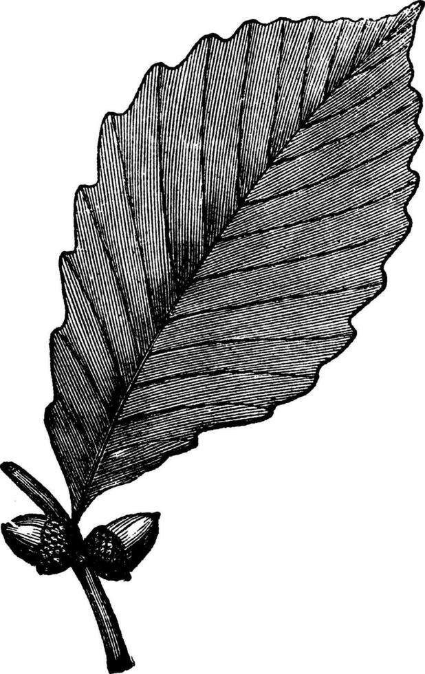 Chestnut Oak vintage engraving vector