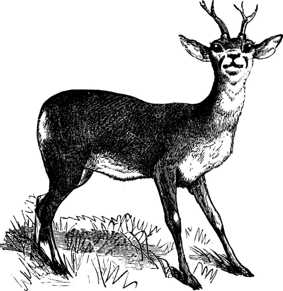 Roe Deer vintage engraving vector