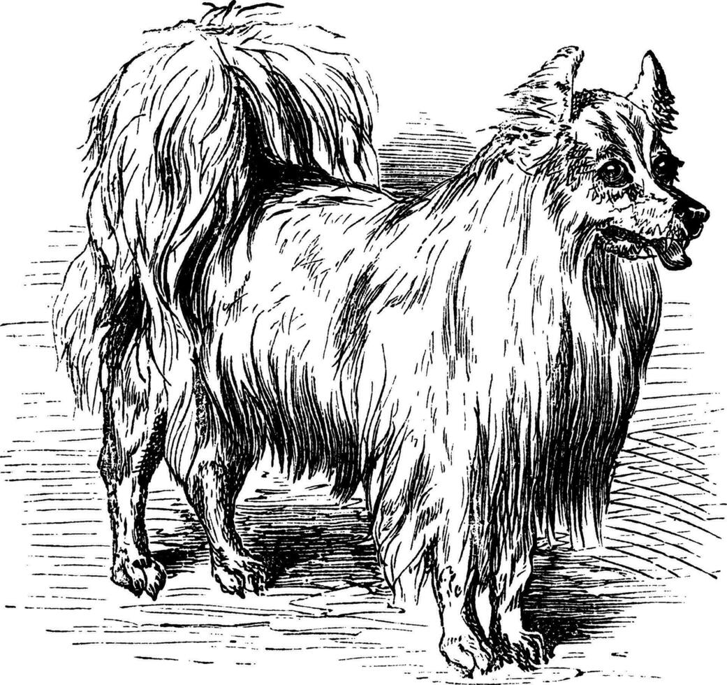 perro de Pomerania Clásico grabado vector