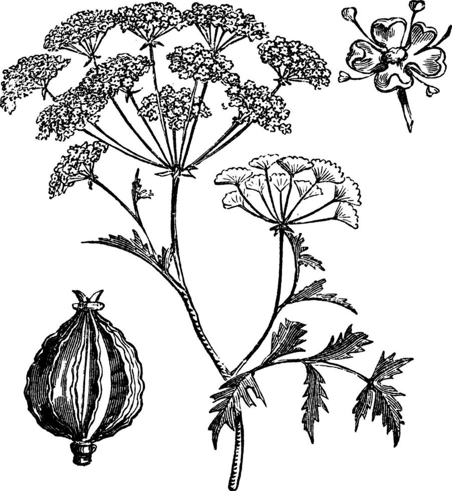 Hemlock or Poison Hemlock or Conium maculatum vintage engraving vector