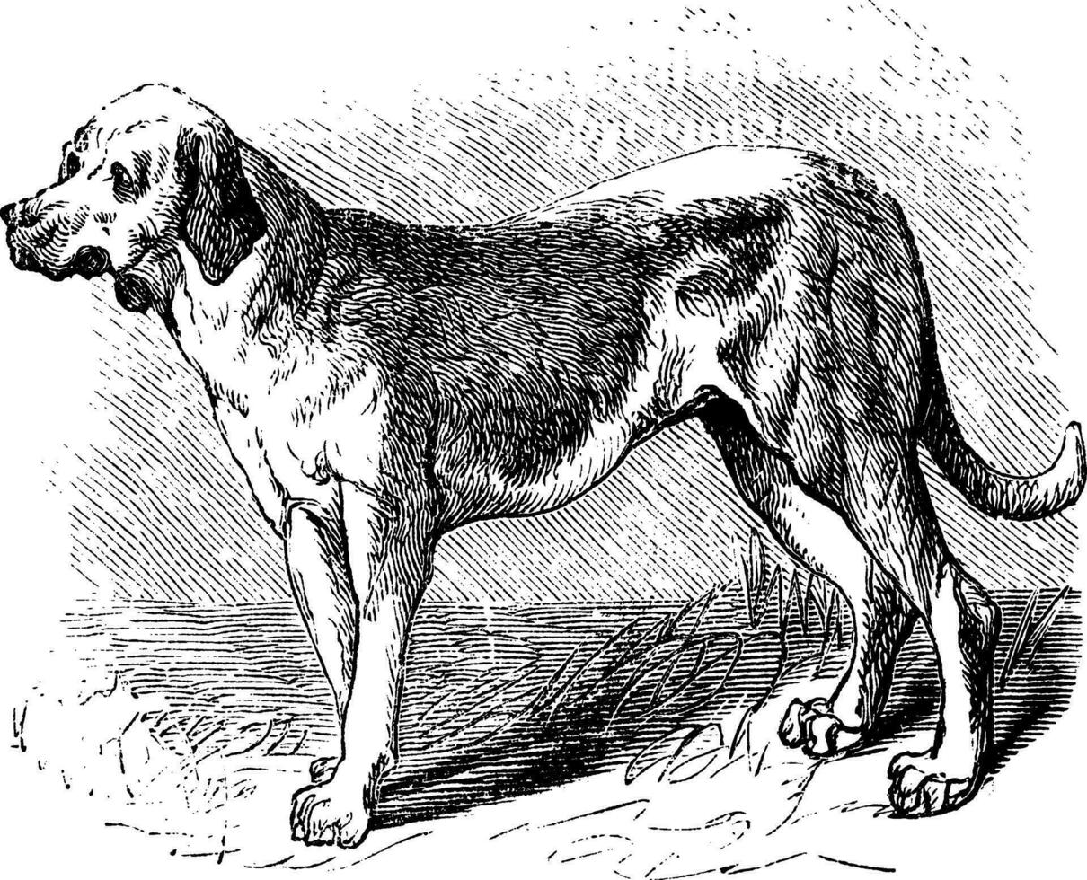 Bloodhound or Saint Hubert Hound or Sleuth Hound or Canis lupus familiaris vintage engraving vector