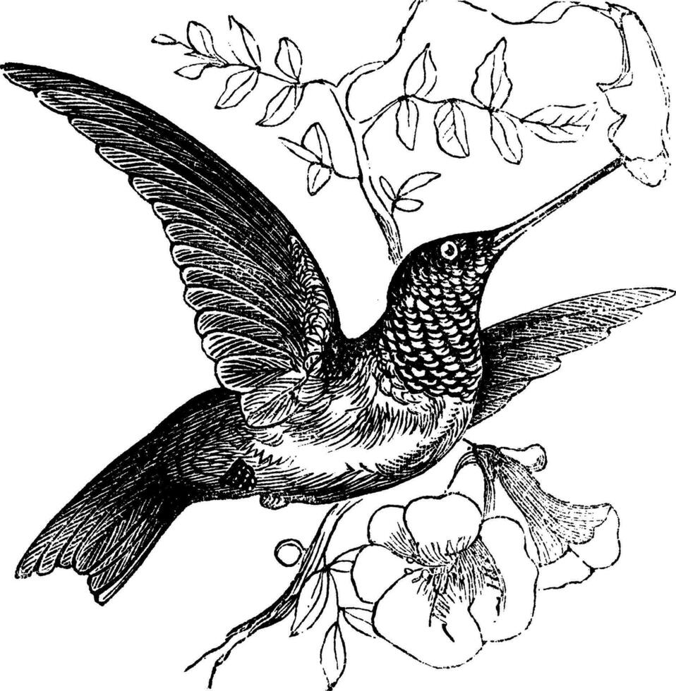 garganta de rubí colibrí o Archilochus colubris Clásico grabado vector