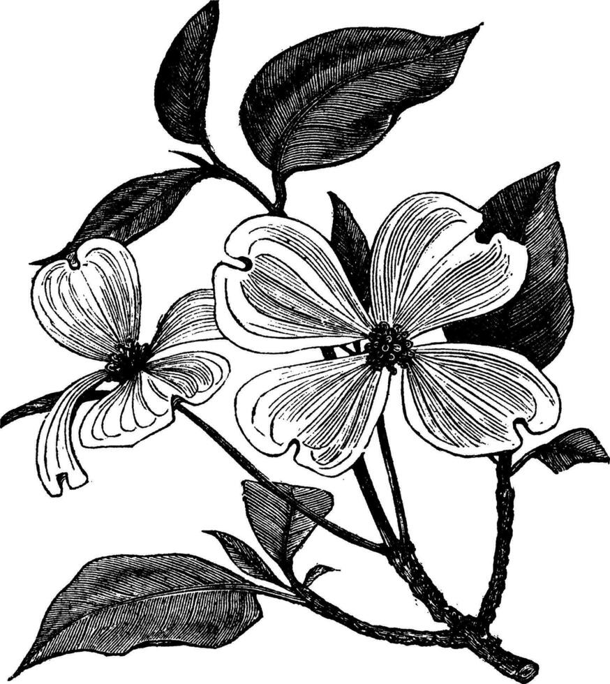 Flowering Dogwood or Cornus florida vintage engraving vector