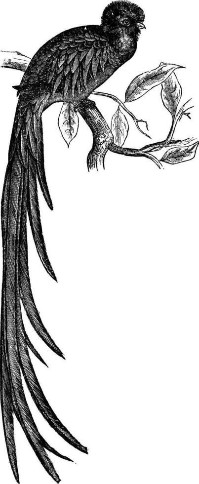 resplandeciente quetzal o faromacro mocino Clásico grabado vector