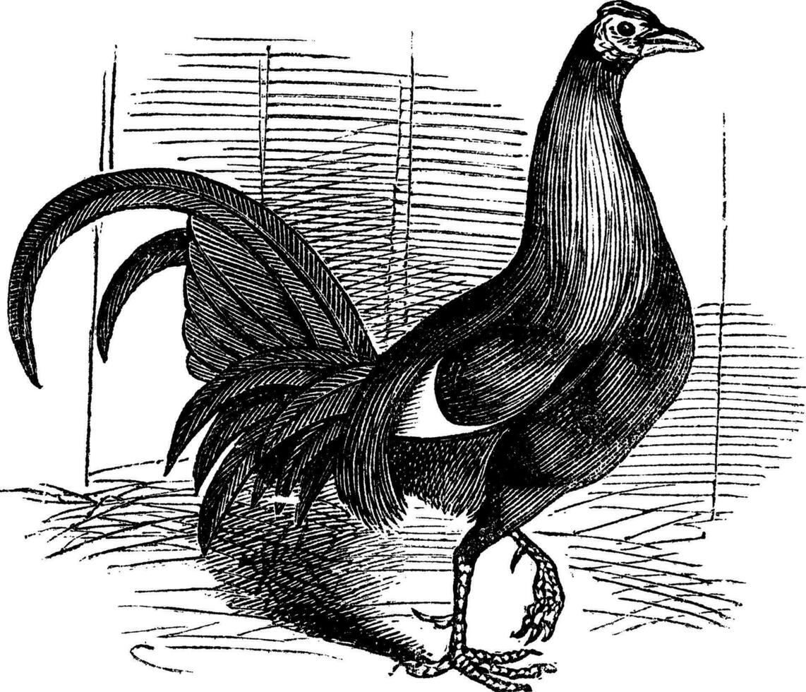 Gamecock or Game Rooster or Game Cockerel or Gallus gallus vector