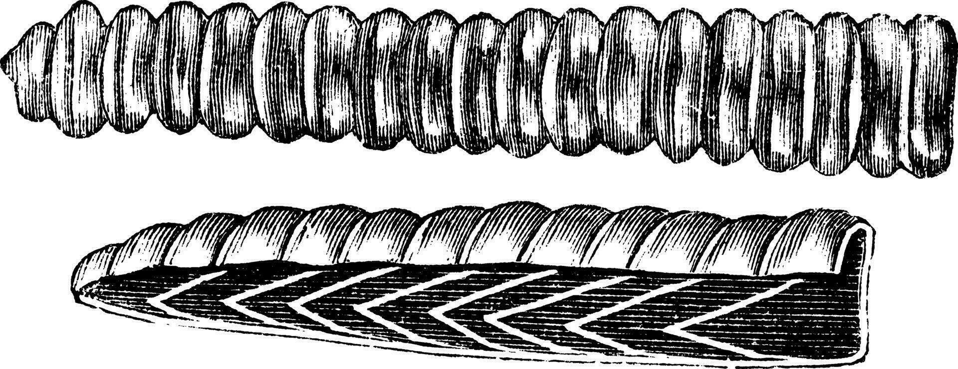serpiente de cascabel traqueteo Clásico grabado vector