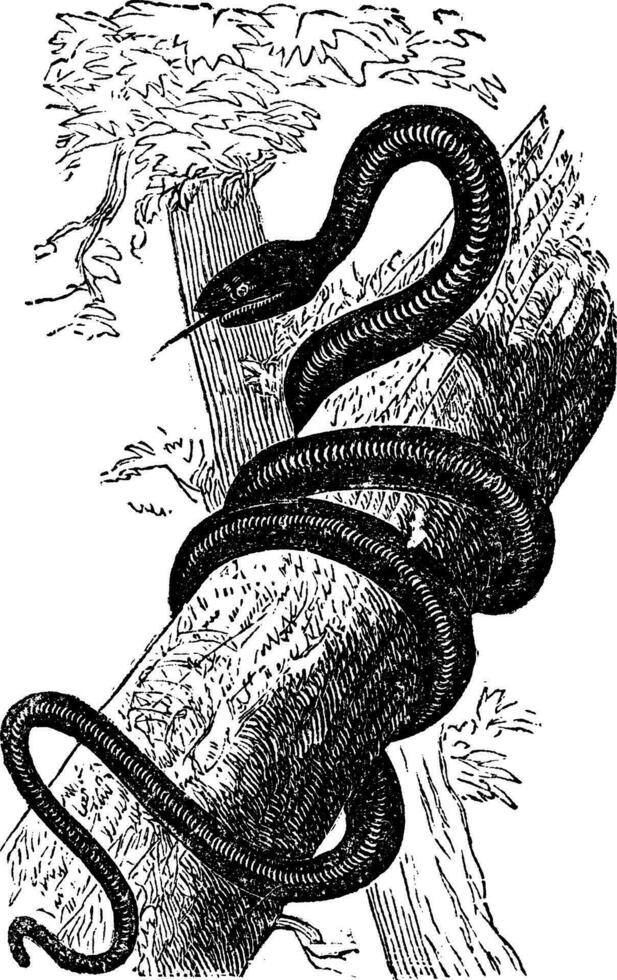 Eastern Racer or Coluber constrictor vintage engraving vector