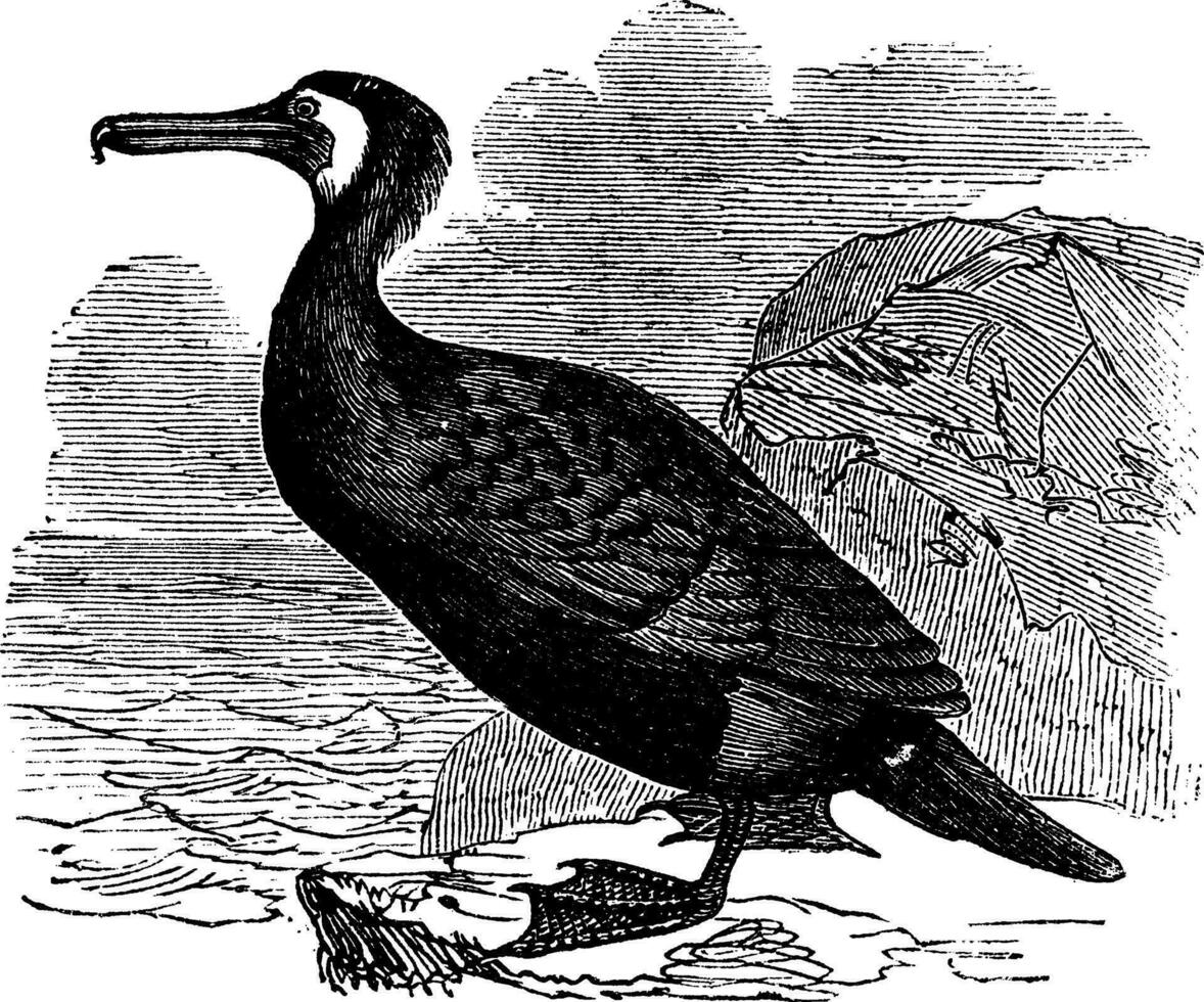 genial cormorán o genial negro cormorán o negro cormorán o negro pelusa o falacrocorax carbohidratos Clásico grabado vector