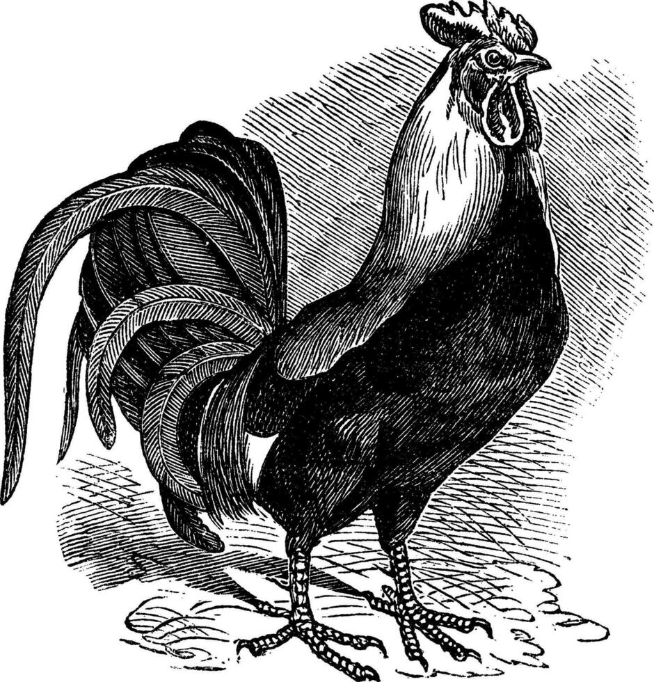 gallo o gallo joven o polla o gallus gallus Clásico grabado vector