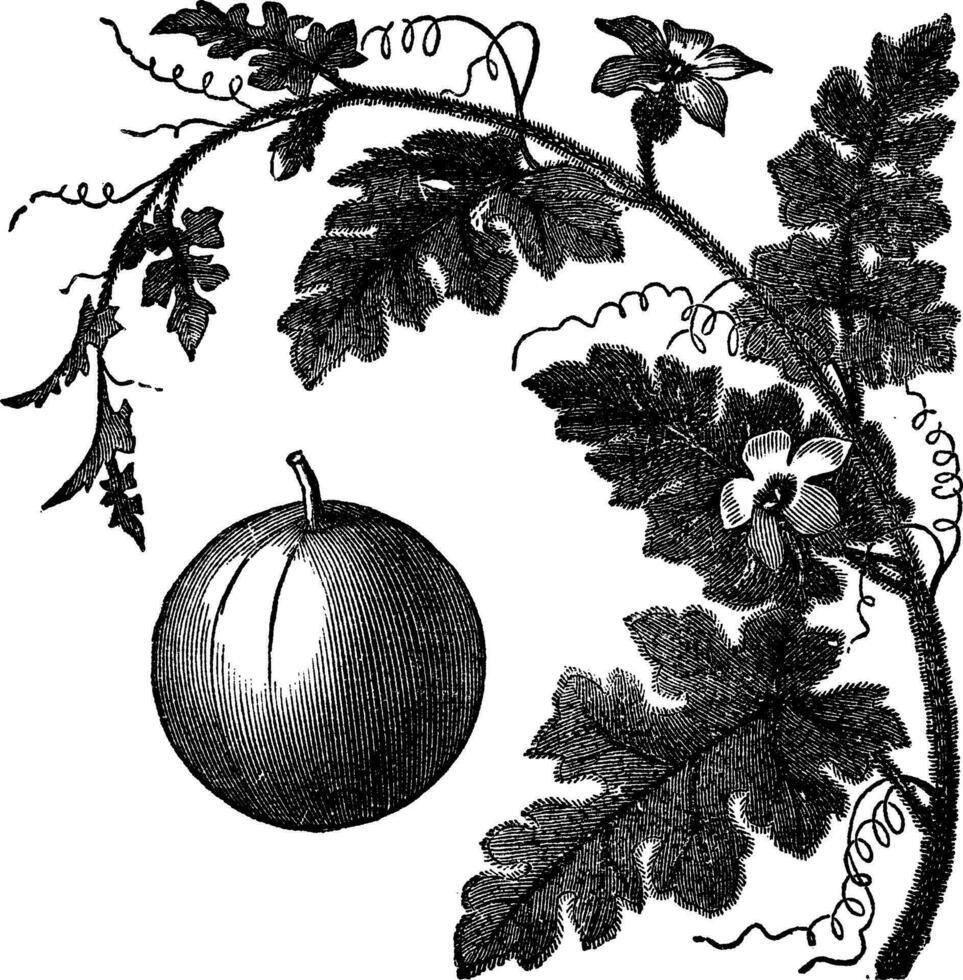 Colocynth or Bitter Apple or Bitter Cucumber or Egusi or Vine of Sodom or Citrullus colocynthis vintage engraving vector