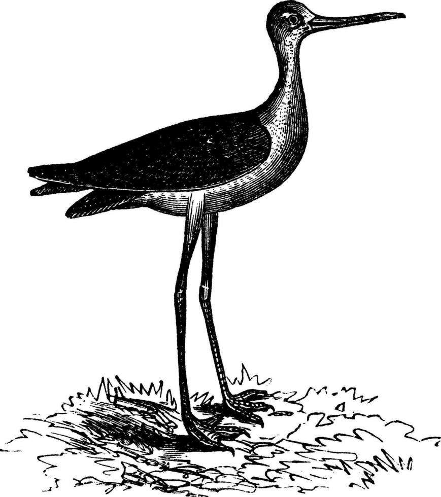 Black-necked Stilt or Himantopus mexicanus, vintage engraving vector