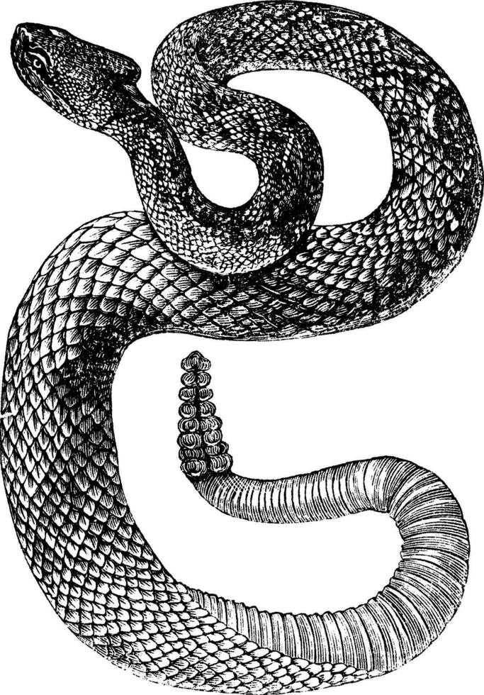South American Rattlesnake or Tropical Rattlesnake or Crotalus durissus vintage engraving vector