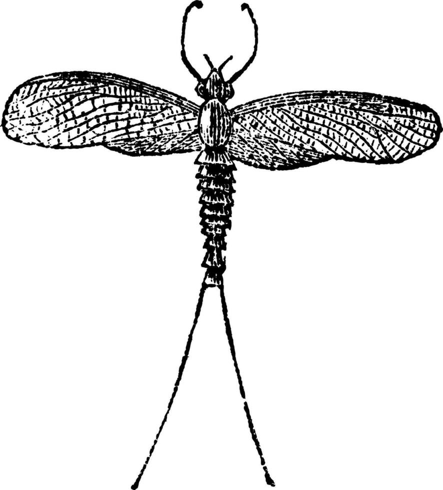 efímera o mosca diurna o Shadfly o verde bahía mosca o lago mosca o mosca o mosquito o gafe mosca o efemerópteros, Clásico grabado vector