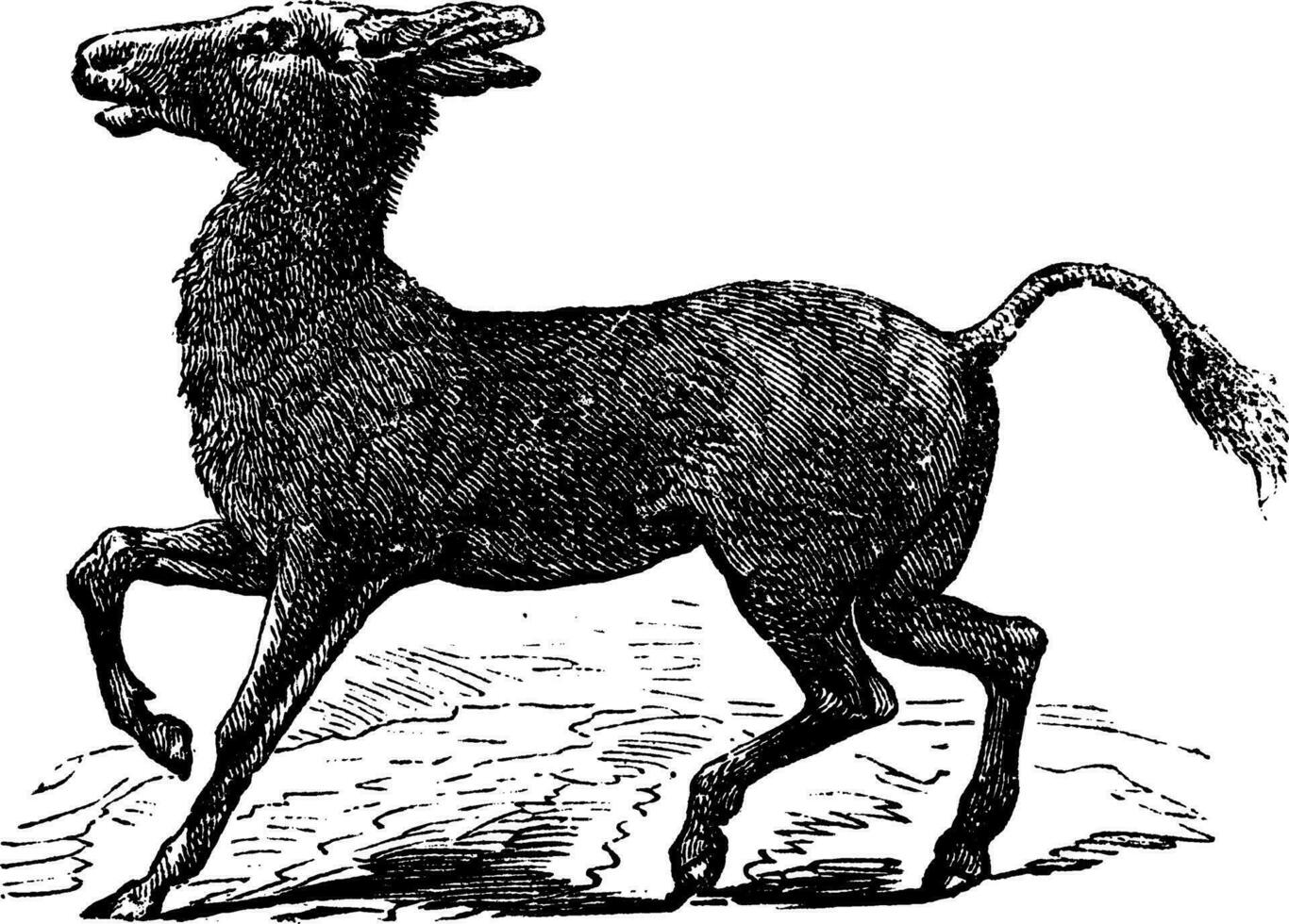 Mongolian Wild Ass or Khulan or Equus hemionus, vintage engraving vector