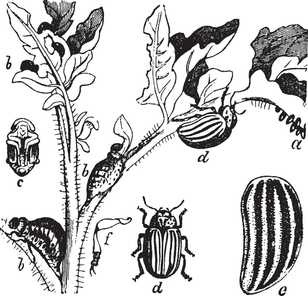 Colorado Beetle Colorado Potato Beetle or Leptinotarsa decemlineata, vintage engraving vector