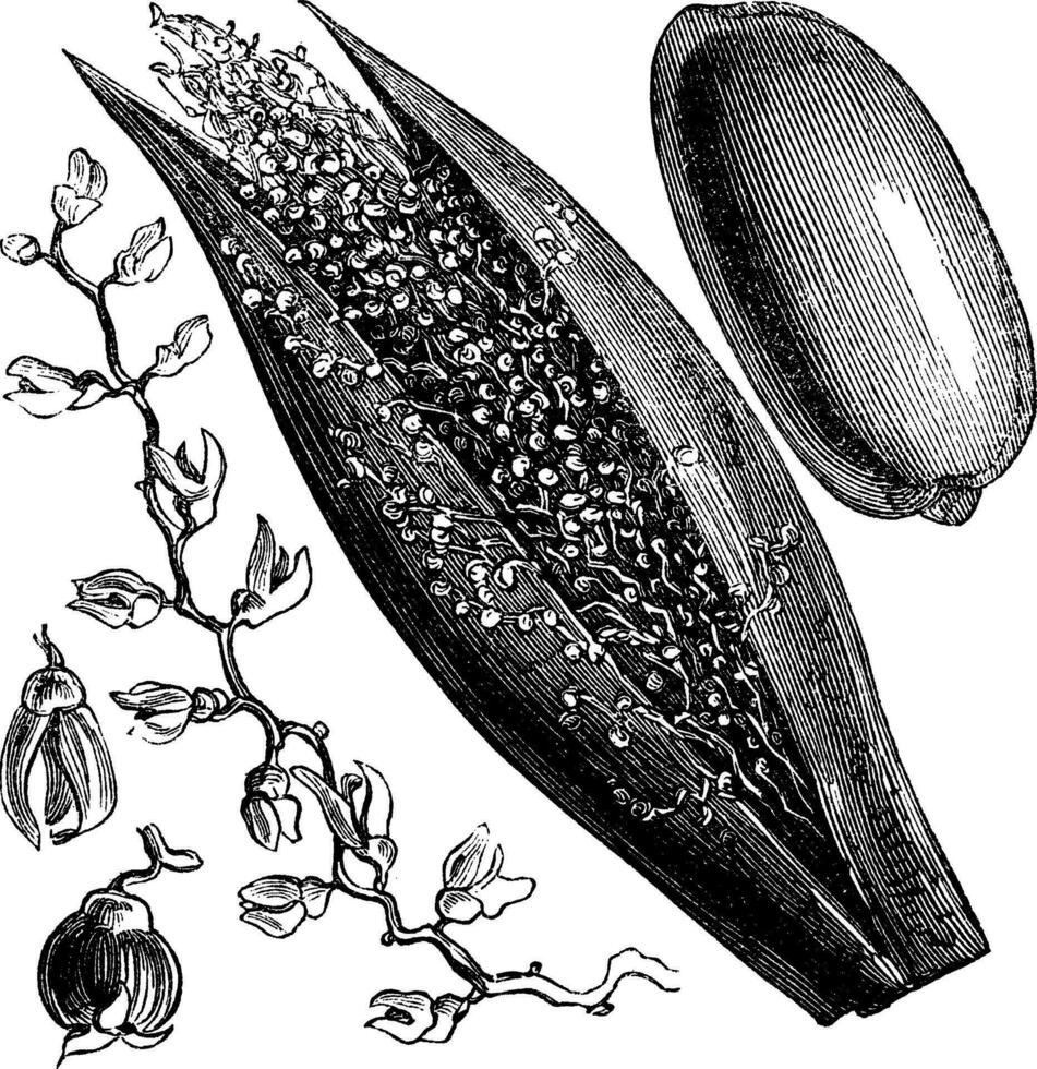 Date Palm or Phoenix dactylifera, vintage engraving vector