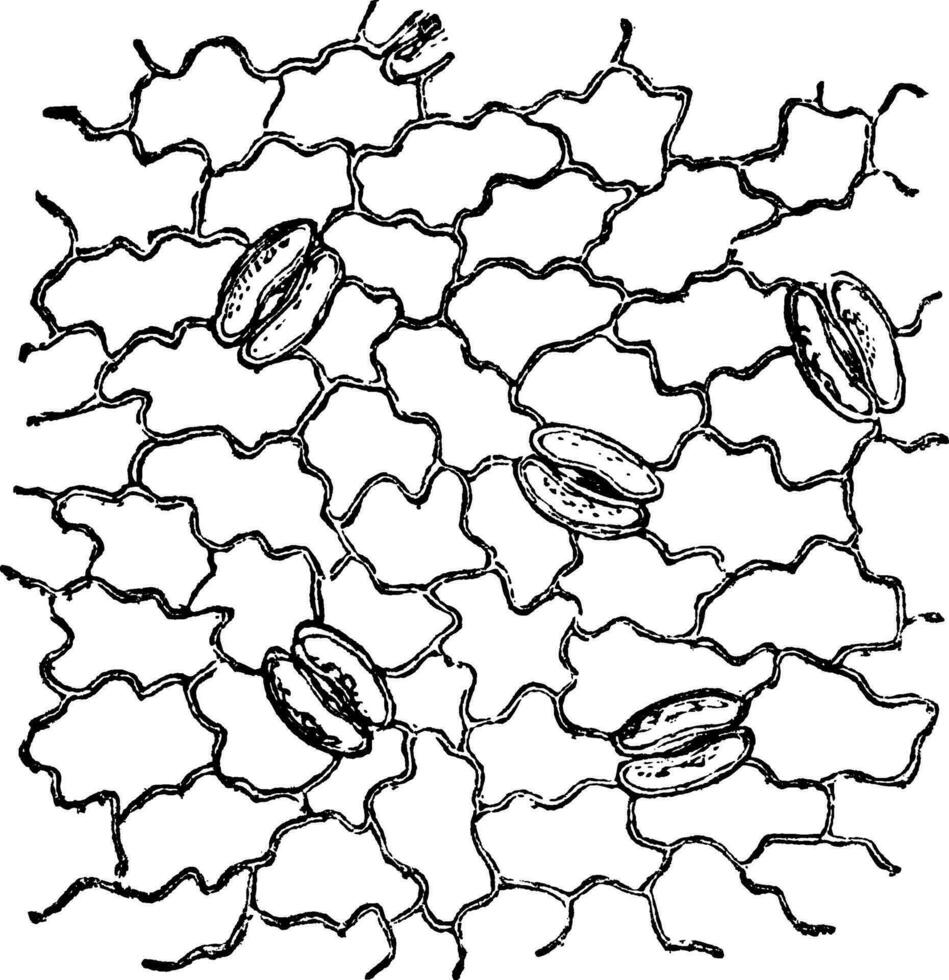 Stomata, vintage engraved illustration vector