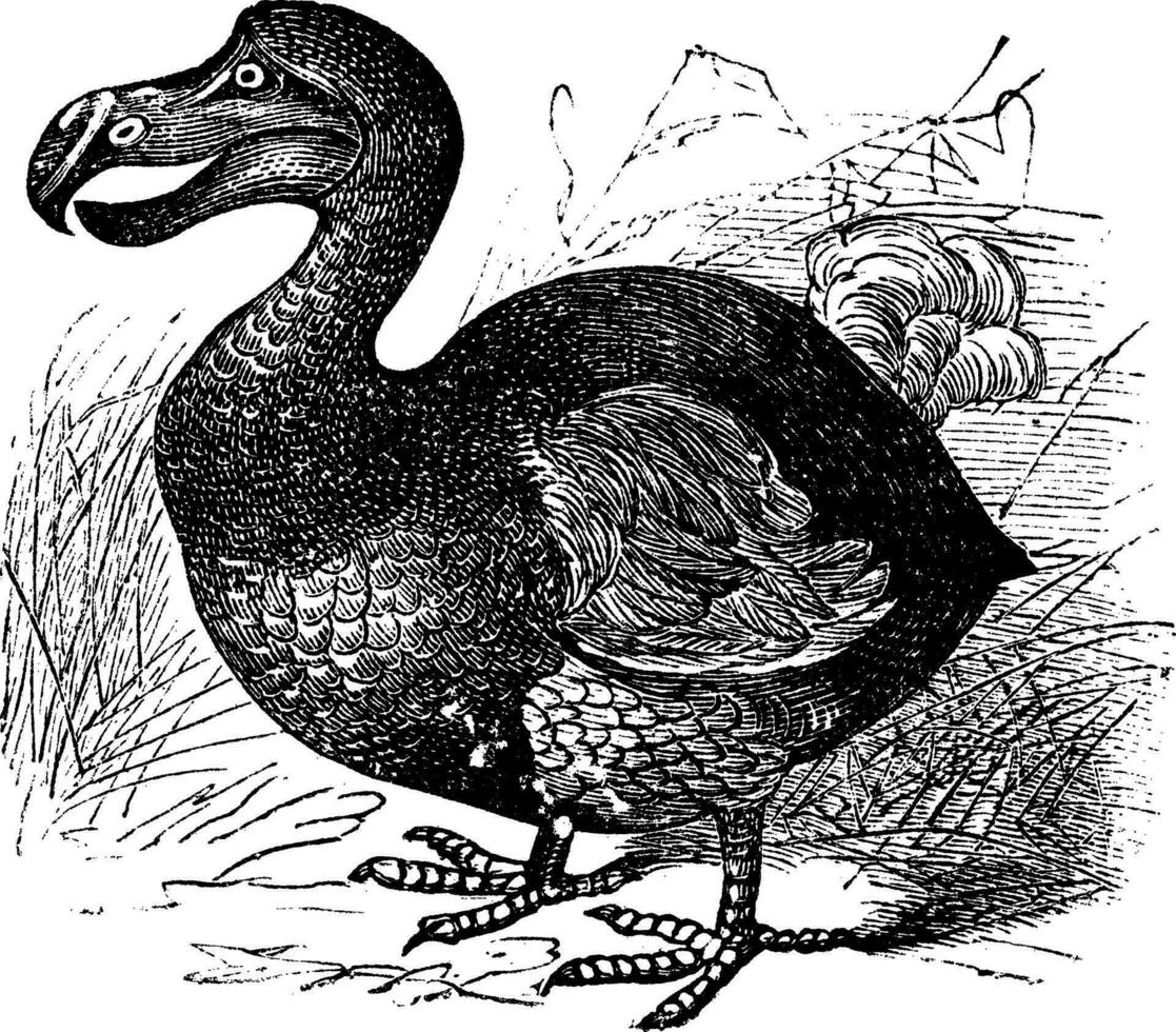 Dodo or Raphus cucullatus, vintage engraving vector