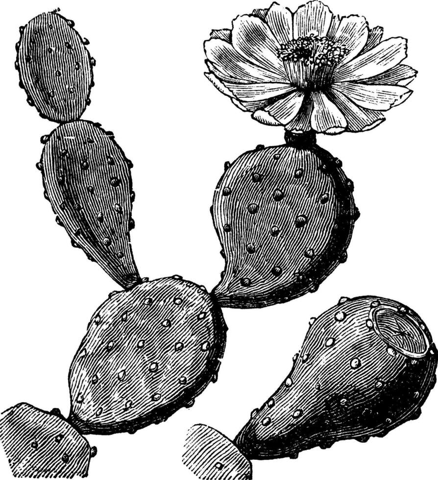 berbería higo o indio higo Opuntia o espinoso Pera o Opuntia ficus indica, Clásico grabado vector