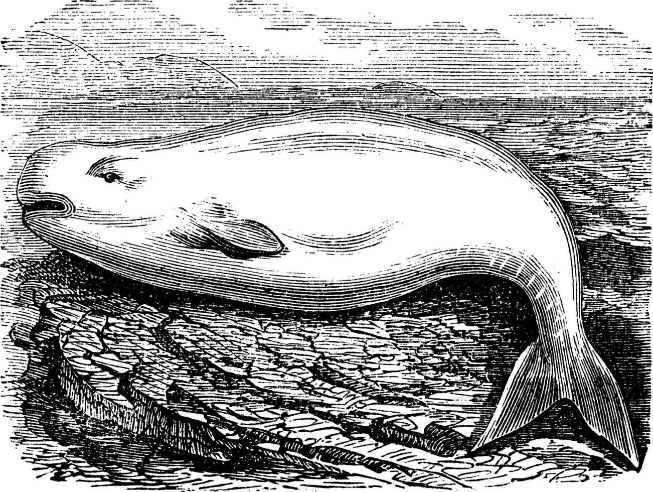 Beluga Whale or White Whale or Delphinapterus leucas, vintage engraving vector