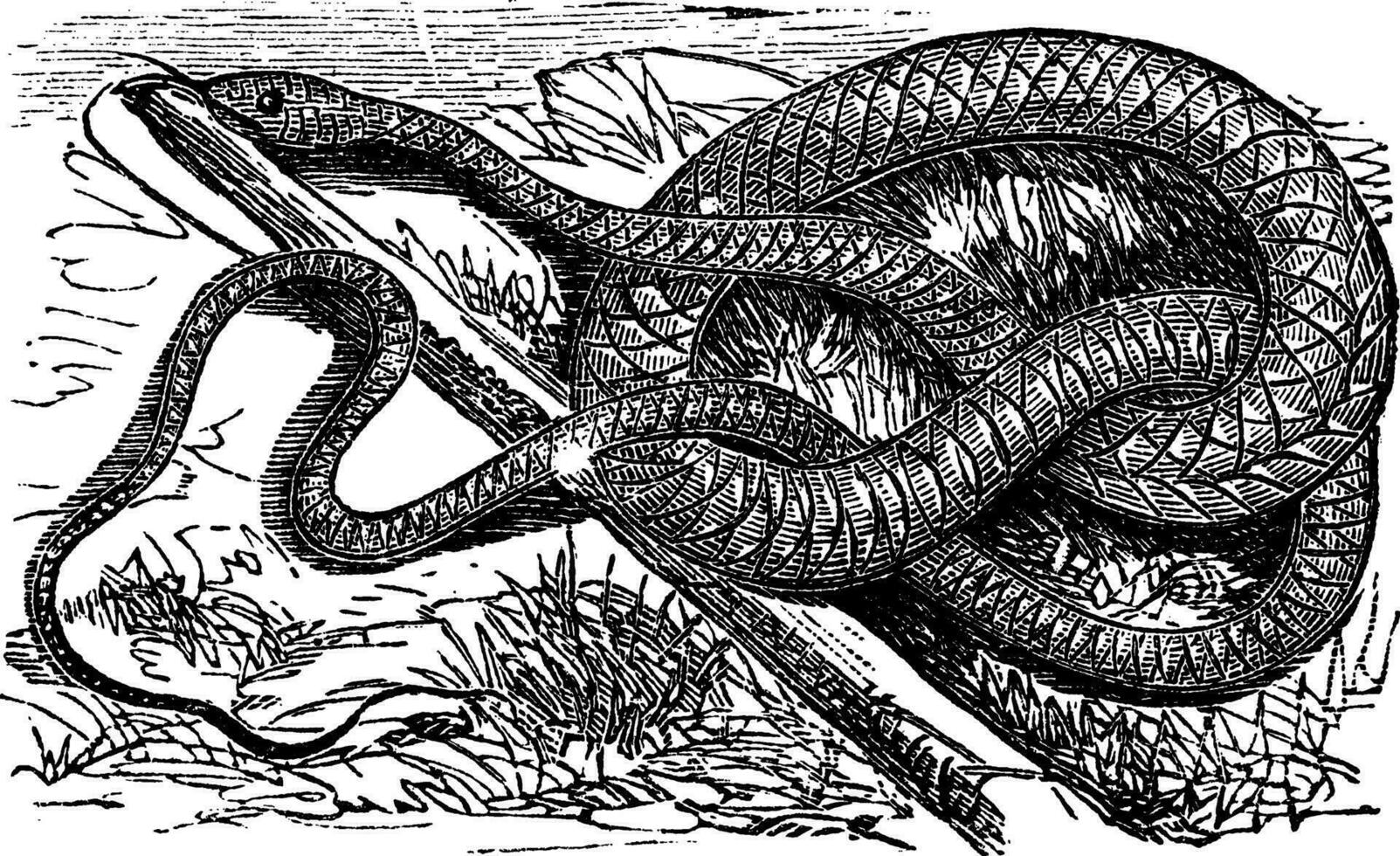 serpiente látigo o látigo o masticophis flagelo, Clásico grabado vector