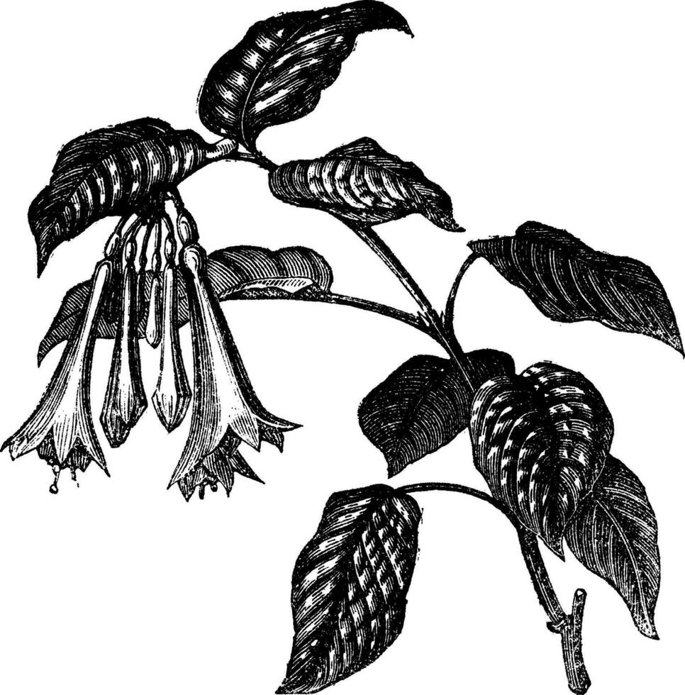 Fuchsia fulgens vintage engraving vector