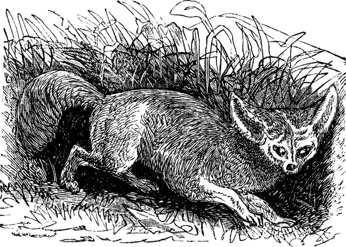Bat-eared Fox or Otocyon megalotis, vintage engraving vector