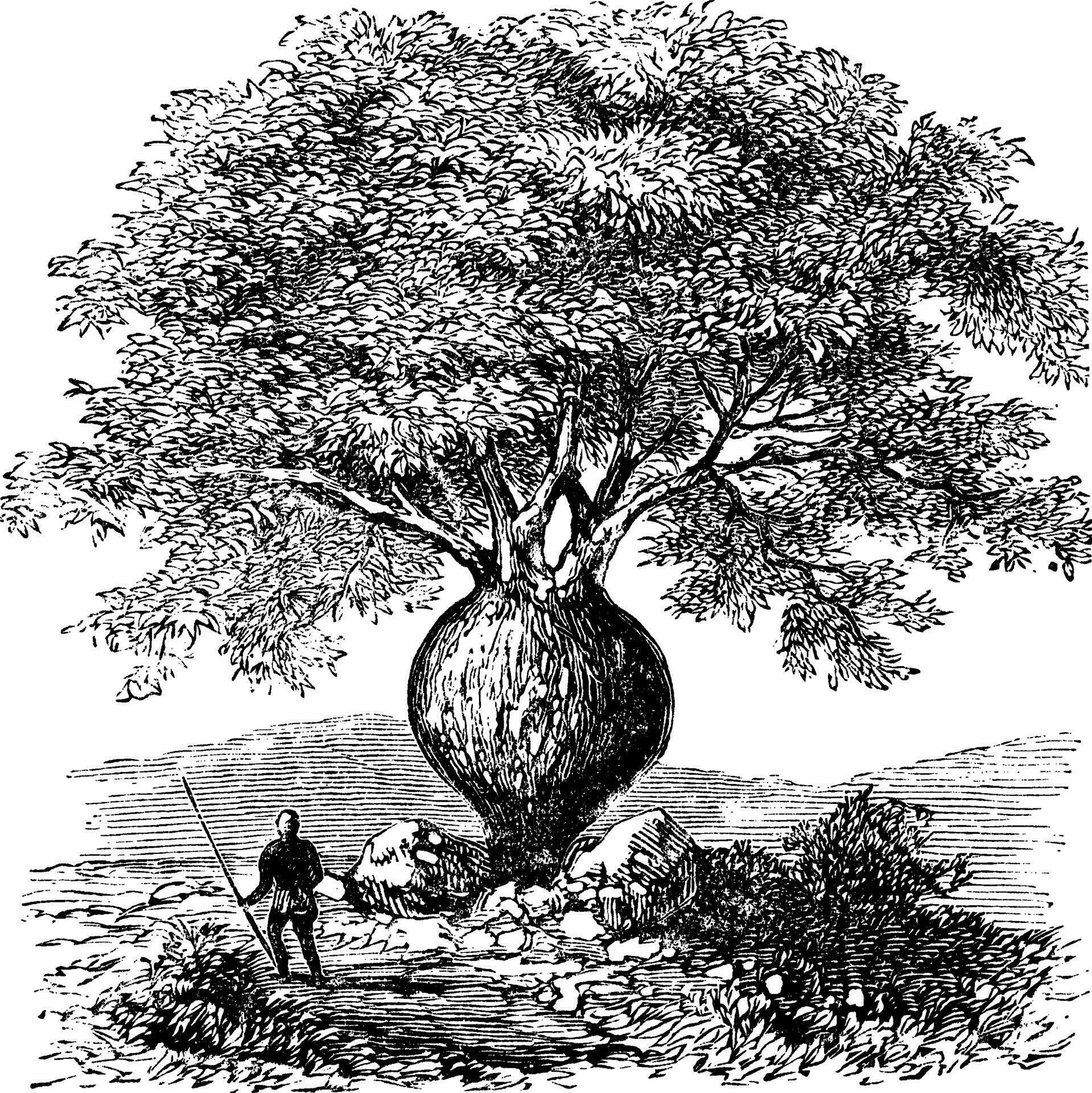 Bottle Tree or Queensland Bottle Tree or Brachychiton rupestris