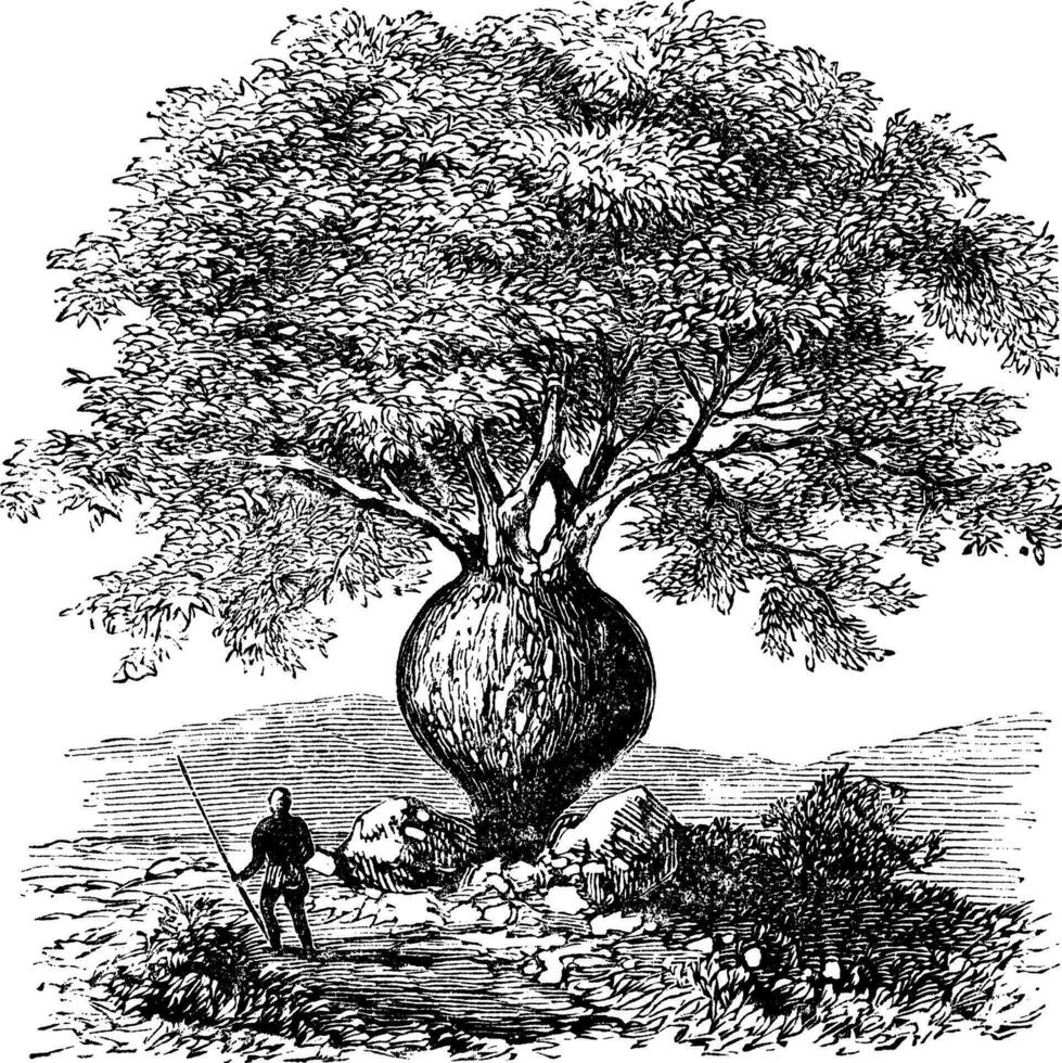 Bottle Tree or Queensland Bottle Tree or Brachychiton rupestris, vintage engraving vector