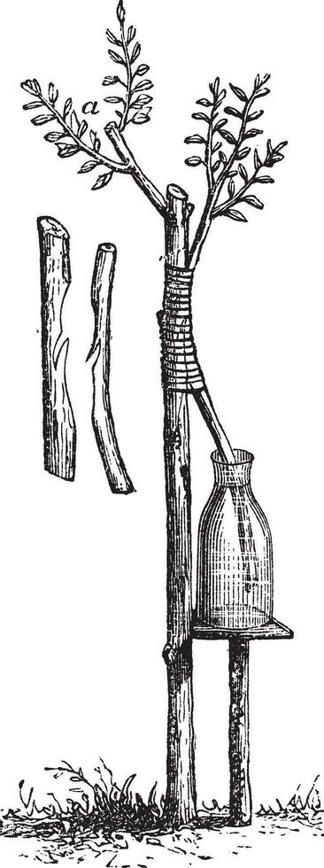 Fig. 5 Approach grafting or Inarching vintage engraving vector