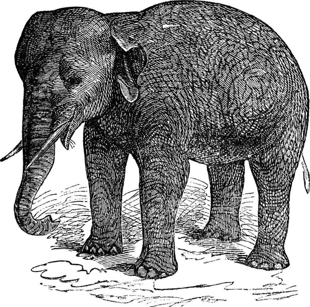 Asian Elephant or Asiatic elephant or Elephas maximus, vintage engraving vector