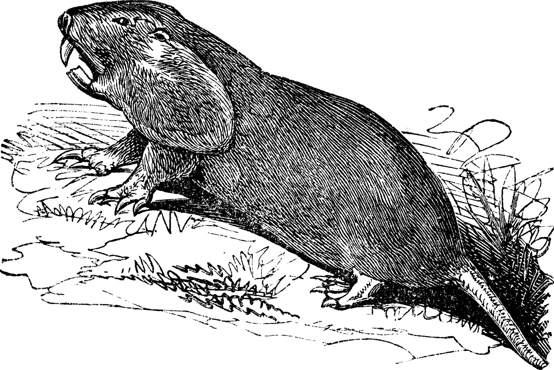 Plains Pocket Gopher or Geomys bursarius vintage engraving 35075573