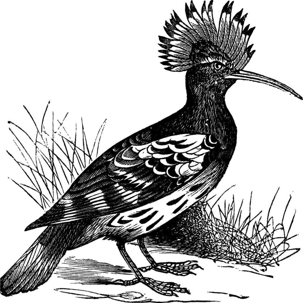 Hoopoe or Upupa epops vintage engraving vector