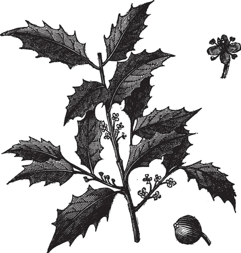 American Holly or Ilex opaca vintage engraving vector