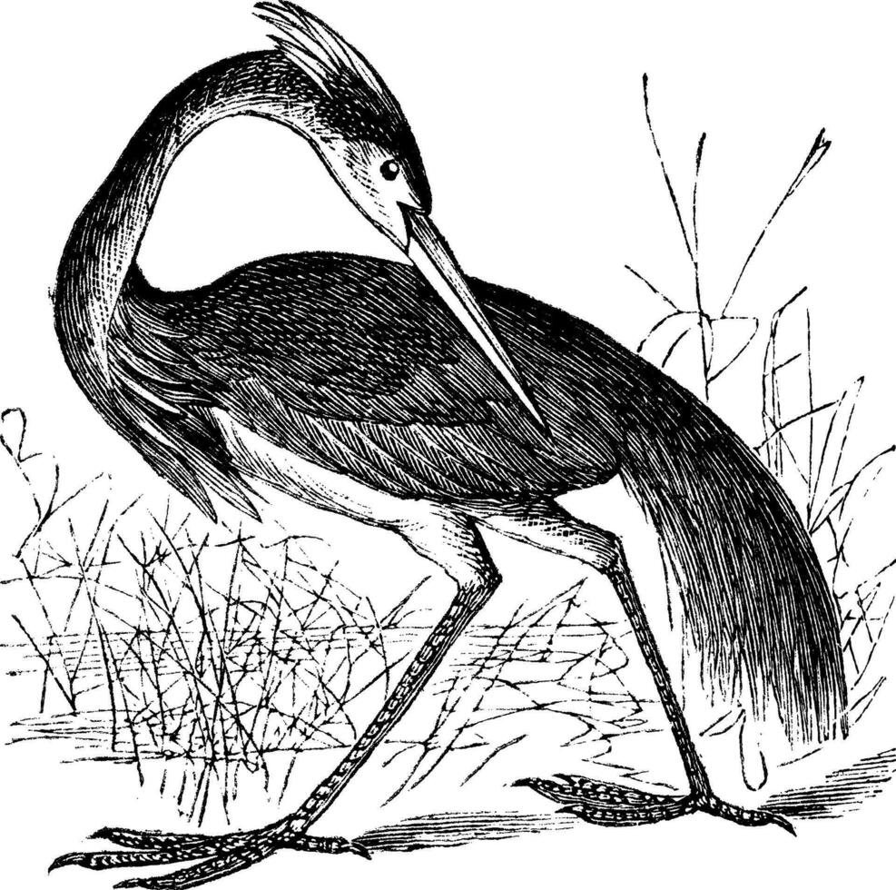 Louisiana Heron Ardea ludoviciana or Tricolored Heron Egretta tricolor vintage engraving vector