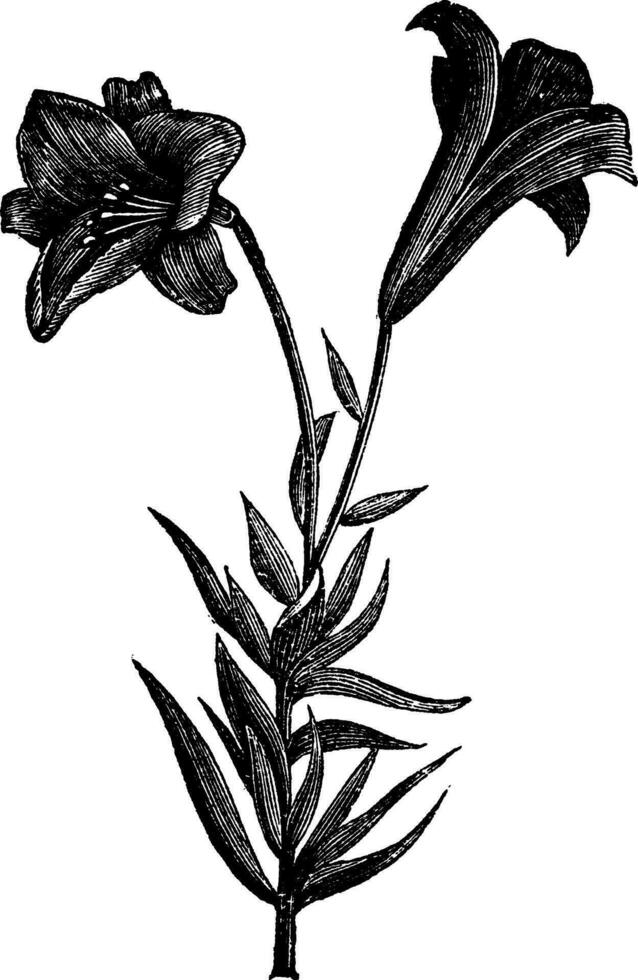 Beautiful long flowered lily, vintage engraving vector