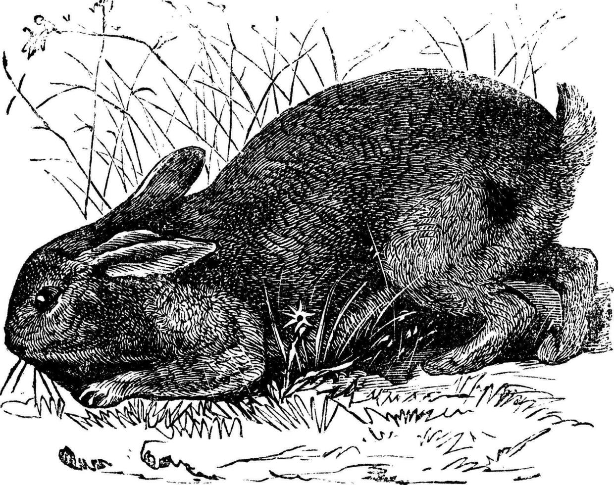 Common Rabbit Lepus cuniculus or European Rabbit vintage engraving vector