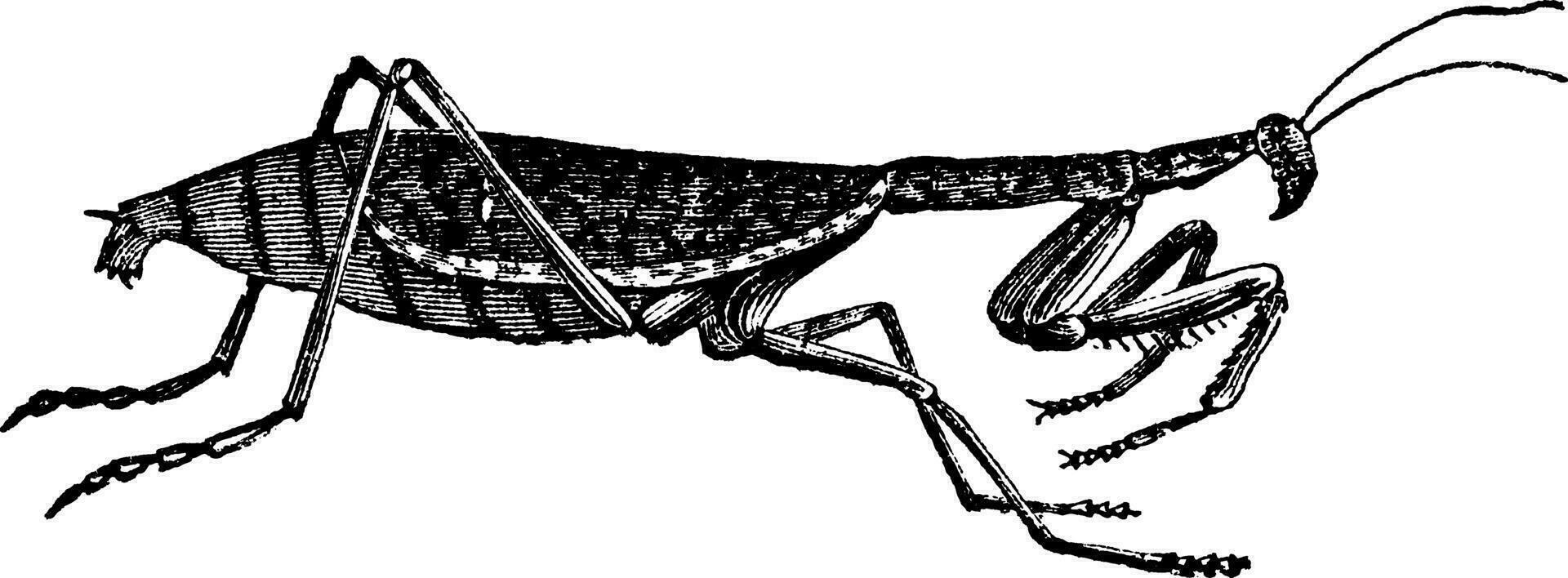 European Mantis or Mantis religiosa vintage engraving vector