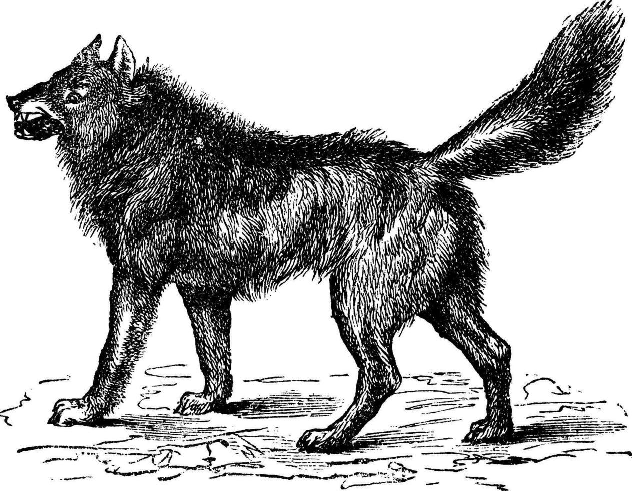 Eurasian Wolf or Canis lupus lupus vintage engraving vector