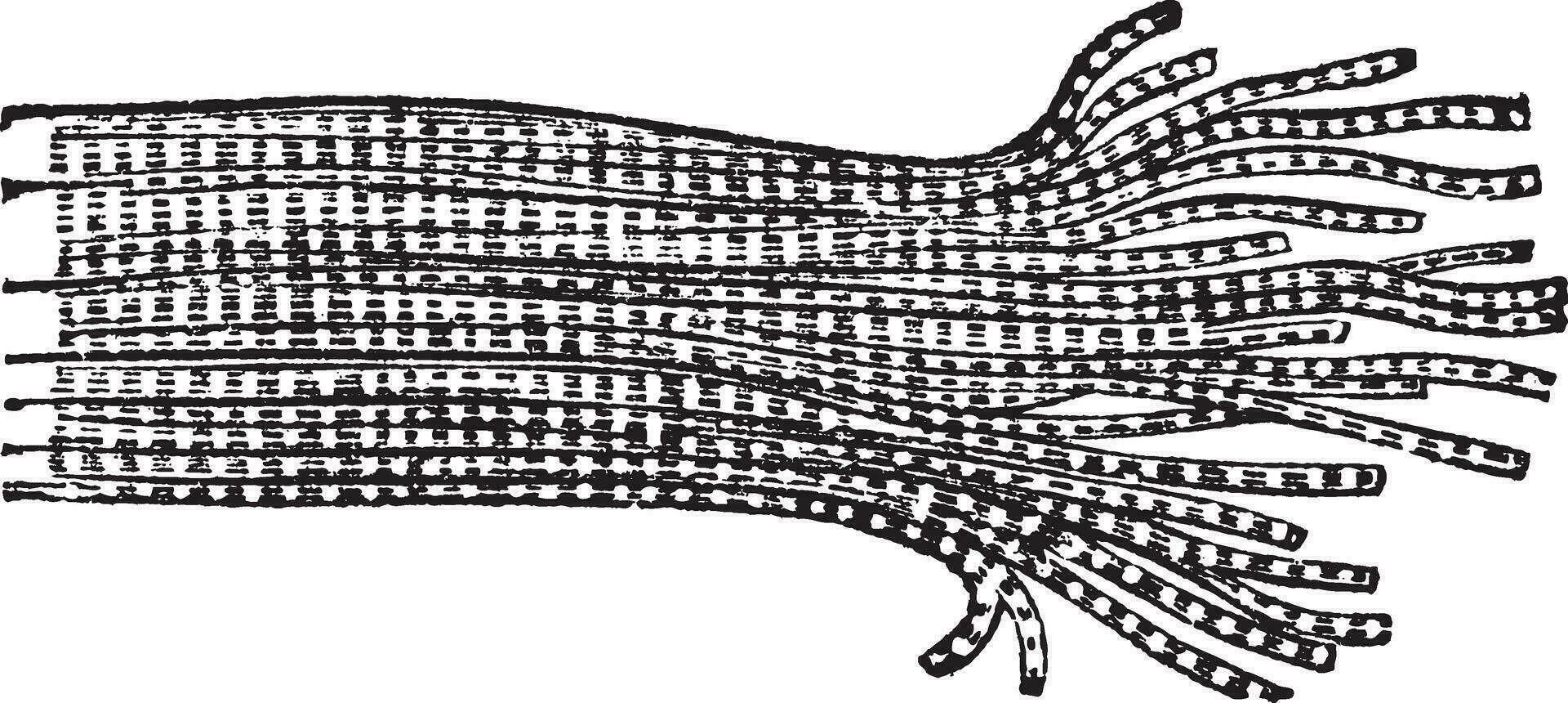 humano músculo fibra, Clásico grabado ilustración vector